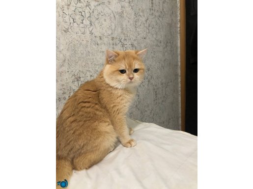 Safkan British shorthair golden ny 12. Renk kodu erkek 