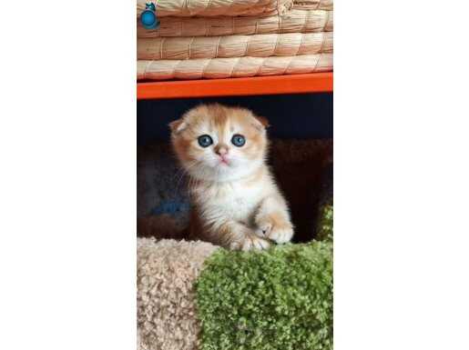 A KALİTELİ SAF KAN fold yavrular 