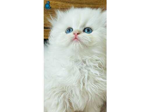 British Longthair point SAFKAN yavrular A