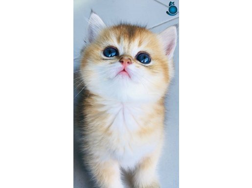 Orijinal British shorthair golden ++++ saf ka yavrular