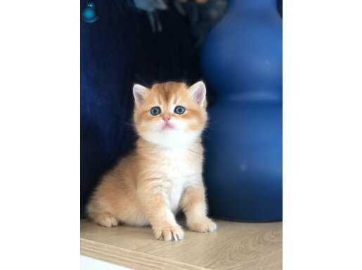 BALL yavrular SAFKAN British shorthair golden ny 12-11 