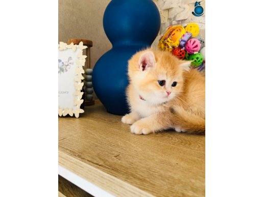 А ++++++++++ SAFKAN British shorthair golden ny 12 renk kodu
