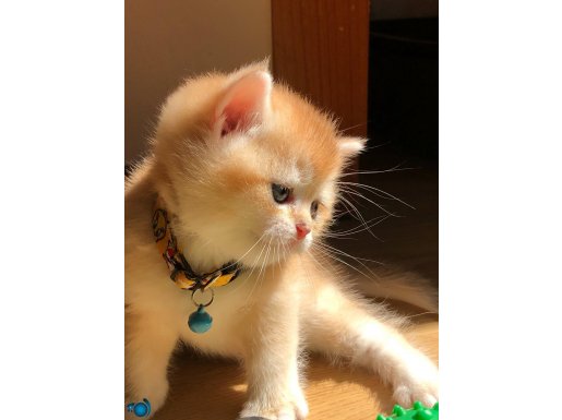 British shorthair golden ny 12, renk kodu yavrular 