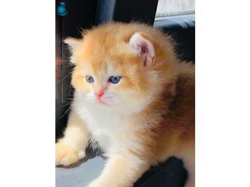 Portakal BRİTİSH SHORTHAİR GOLDEN yavrular safkan 
