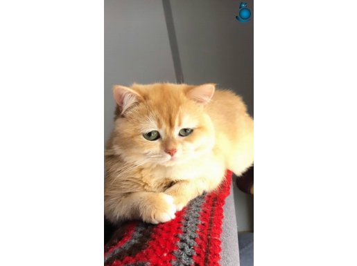 3 yaşında Orijinal British shorthair golden ERKEK 