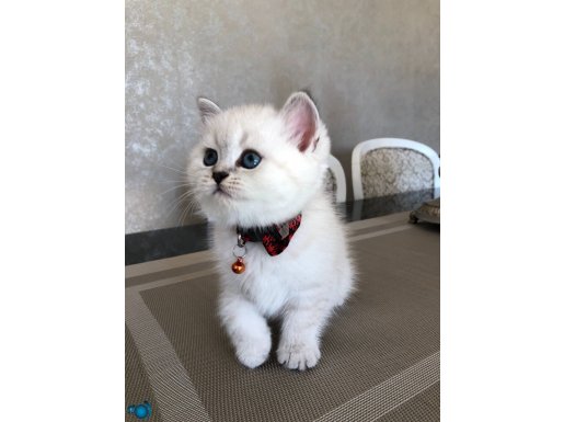 Safkan a kalite yavrular 