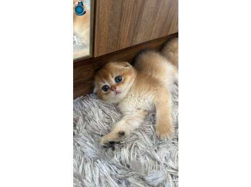 Scottish fold a kalite safkan yavrular 