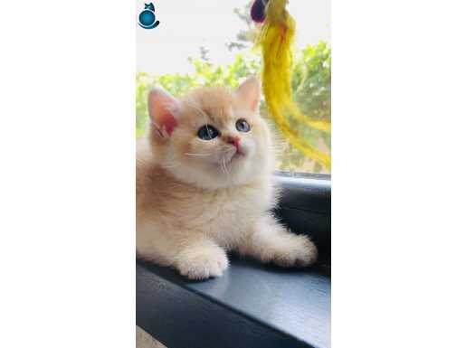 Scrli British shorthair golden 