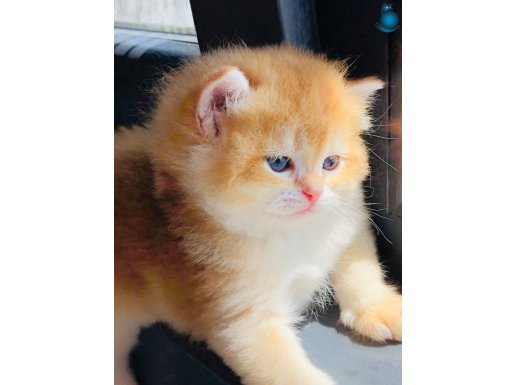  Süper A. British shorthair golden. 