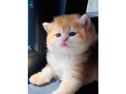 Safkan a kaliteli yavrular British Ny 12 