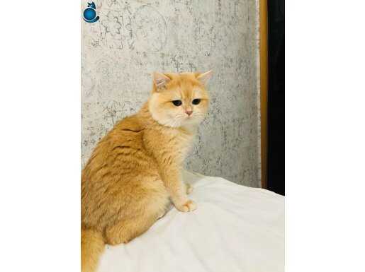 Orijinal British shorthair golden ny 12. Renk kodu 3 yaş 