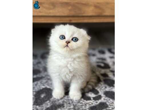 Scottish fold safkan yavrular 