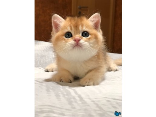 Safkan a kaliteli British shorthair yavrular