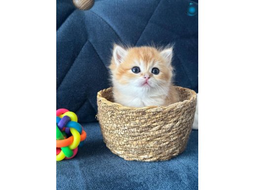 Safkan a kaliteli BRİTİSH yavrular