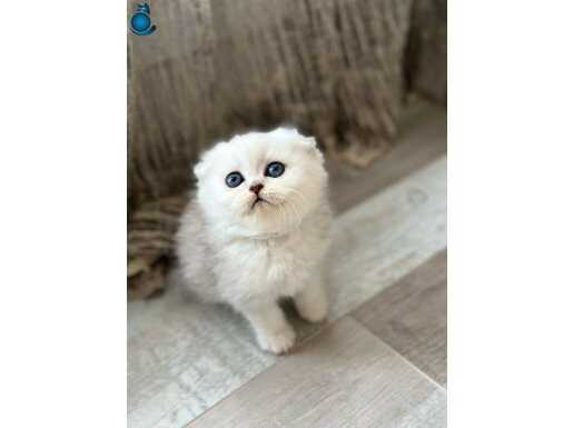Scottish fold erkek ve dişi müsait 