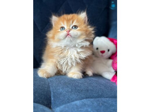 A kaliteli safkan British yavrülar