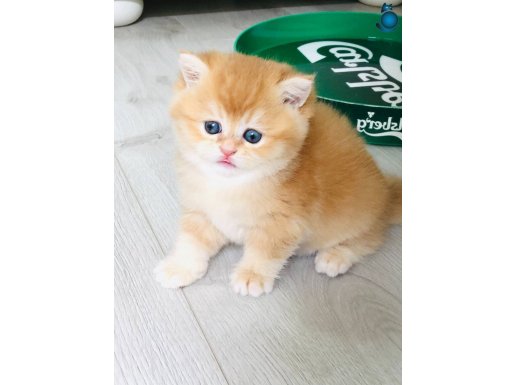Bal yavrular British shorthair 