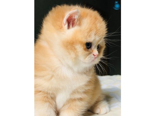 Ny 12 Reng kodu yavrular safkan 