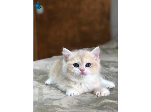Show safkan British Blue golden ay 12 renk kodu dişi 