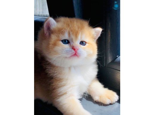 Portakal SAFKAN British shorthair golden ny 12-11 renk kodu 