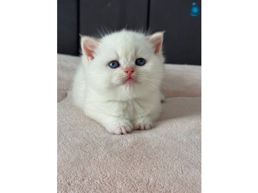 British point yavrular 