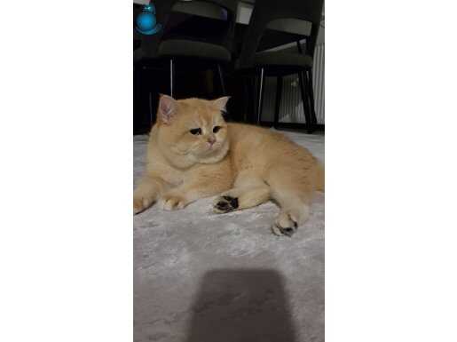 Scrli British shorthair golden ny 12 renk kodu ERKEK 3 yaş
