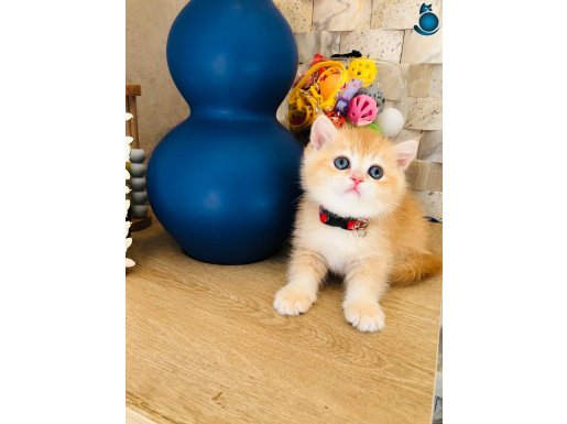 Süper a kaliteli BRİTİSH SHORTHAİR GOLDEN Ny 12 