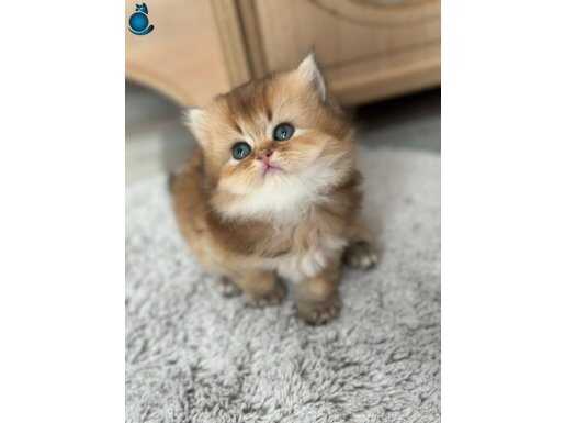 Longthair British yavrular 