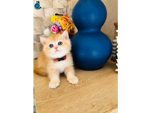 A+++++++ SAFKAN British shorthair golden ny 12, renk kodu 