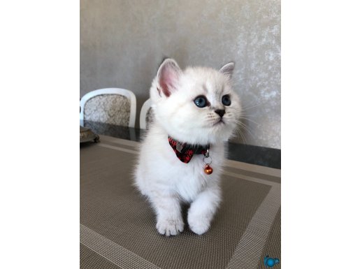 Silver British yavrular SAFKAN