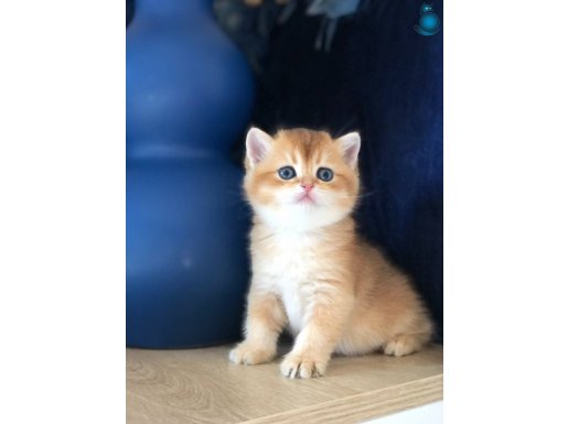 Safkan A KALİTELİ British shorthair yavrular 