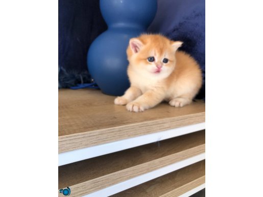 British shorthair golden ny 12 renk kodu 