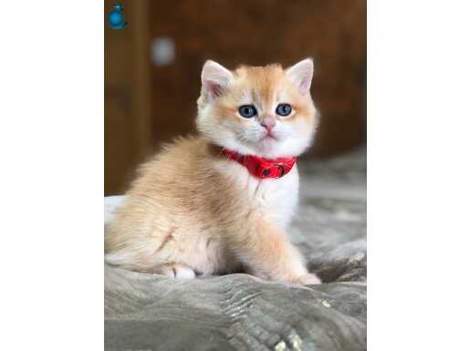 bebek AY12 BLUE GOLDEN DİŞİ 