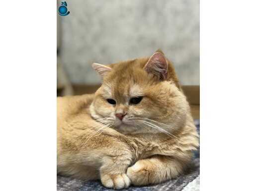 KRAL ny 12 renk kodu Erkek British shorthair 