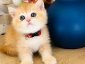 Safkan Ny 12 Gold British Shorthair