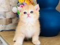 Safkan Ny 12 Gold British Shorthair