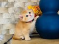 Safkan Ny 12 Gold British Shorthair
