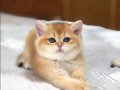 Golden British Shorthair Yavrular 
