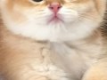 Golden British Shorthair Yavrular 