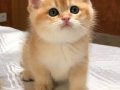Golden British Shorthair Yavrular 