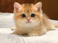 Golden British Shorthair Yavrular 