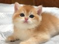 Golden British Shorthair Yavrular 