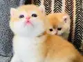 Show Kalitesi British Shorthair Ny12 Yavrular