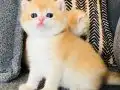Show Kalitesi British Shorthair Ny12 Yavrular