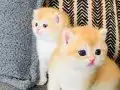 Show Kalitesi British Shorthair Ny12 Yavrular