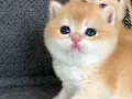 Show Kalitesi British Shorthair Ny12 Yavrular