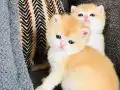 Show Kalitesi British Shorthair Ny12 Yavrular