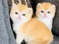 Show Kalitesi British Shorthair Ny12 Yavrular
