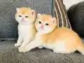 Show Kalitesi British Shorthair Ny12 Yavrular