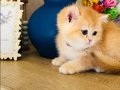 Orijinal British shorthair golden Ny 12 renk kodu 